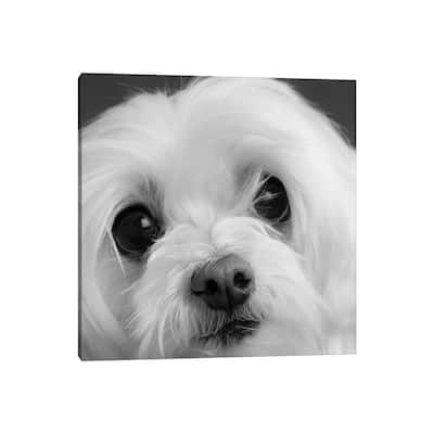 iCanvas "Portrait of a Maltese Dog" by Panoramic Images Canvas Print