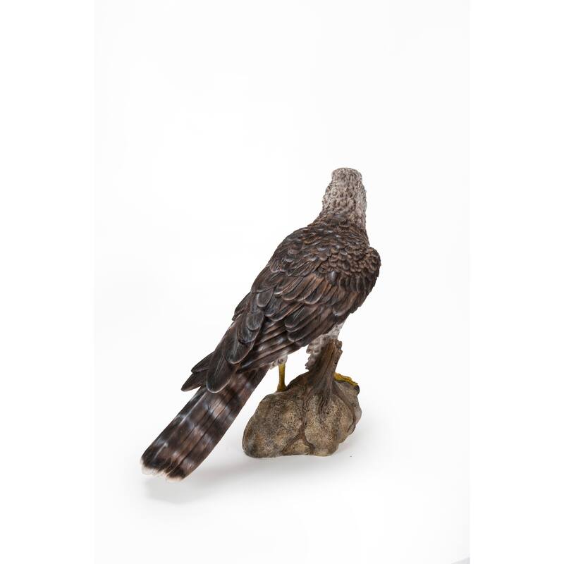 Northern Goshawk Standing On Rock Statue