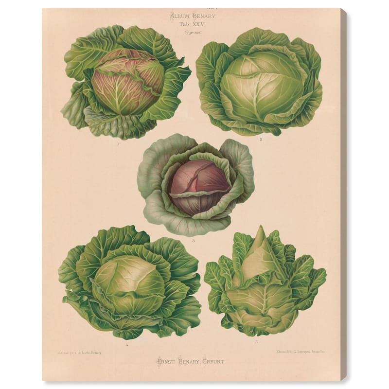 Cabbages by Benary 1876 Canvas by Art Remedy, Gallery Wrapped - 36" x 45"