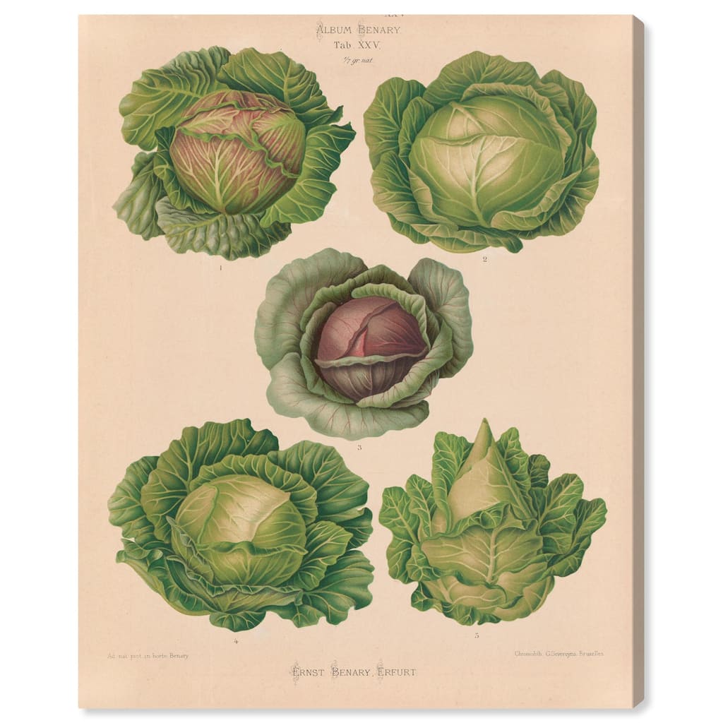 Cabbages by Benary 1876 Canvas by Art Remedy, Gallery Wrapped