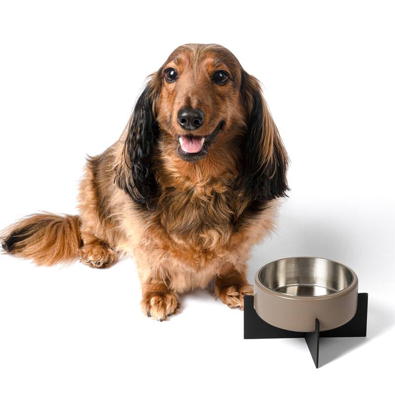 Intersecta Concrete & Steel Pet Feeder - 16oz with Metal Stand - Brown/Black