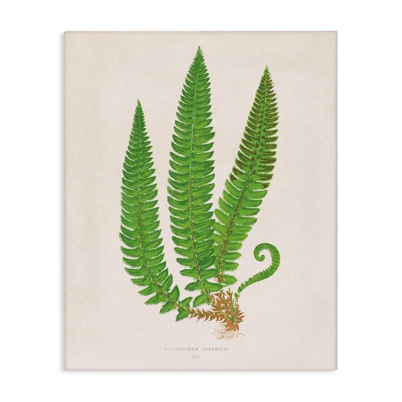 Stupell Natural Fern Branch Trio Canvas Wall Art Design By Phillipa Katz - 36 x 48
