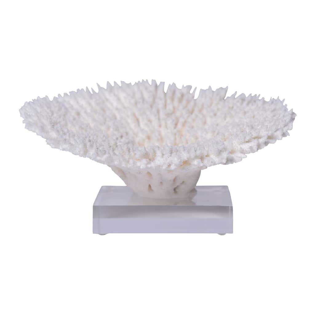 D - Table Coral Special 12-15 Inch On Acrylic Base