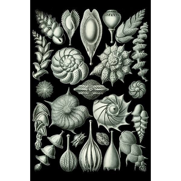 Art Forms Of Nature Thalamophora Ernst Haeckel Artwork Art Print Multiple Sizes Available 9 X 12 Art Print Overstock