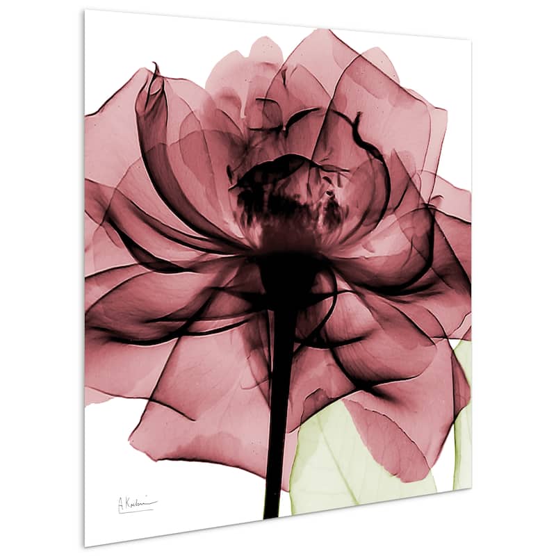 "Chianti Rose II" Rose Flower Wall Art on Frameless Free Floating Tempered Glass Panel - Pink