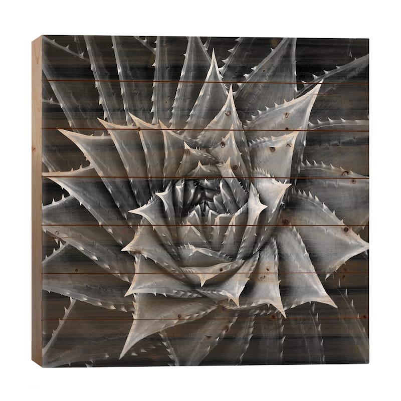 Black & White Succulent I Print On Wood by Mia Jensen - Multi-Color - 26x26x1.5