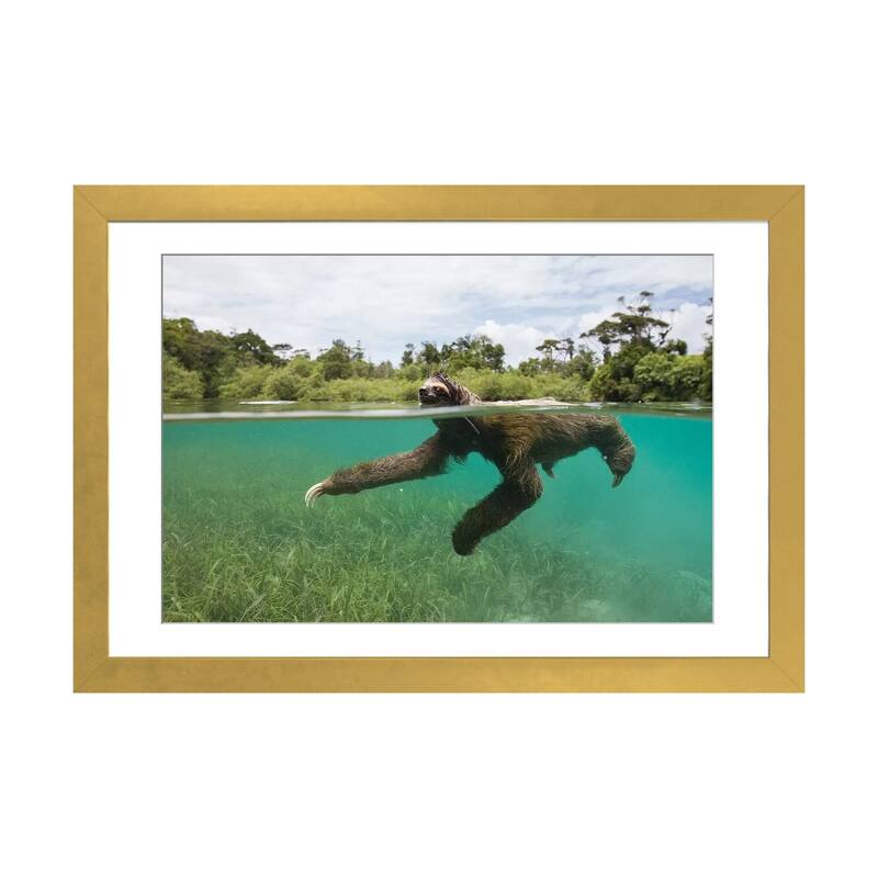 iCanvas "Pygmy Three-Toed Sloth Swimming In Mangrove Forest, Isla Escudo De Veraguas, Panama" by Suzi Eszterhas - Gold - 16x24x1