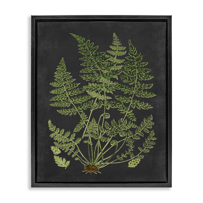 Stupell Botanical Drawing Green Black Design Floater Frame - 25 x 31 - Black