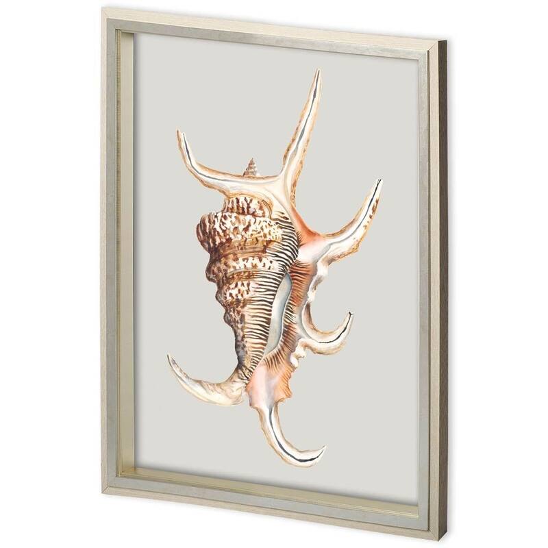 Custom Spider Conch Framed Art Print