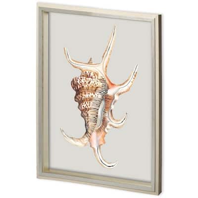 Custom Spider Conch Framed Art Print