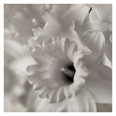 Florison #45 by Alan Blaustein Canvas Art Print