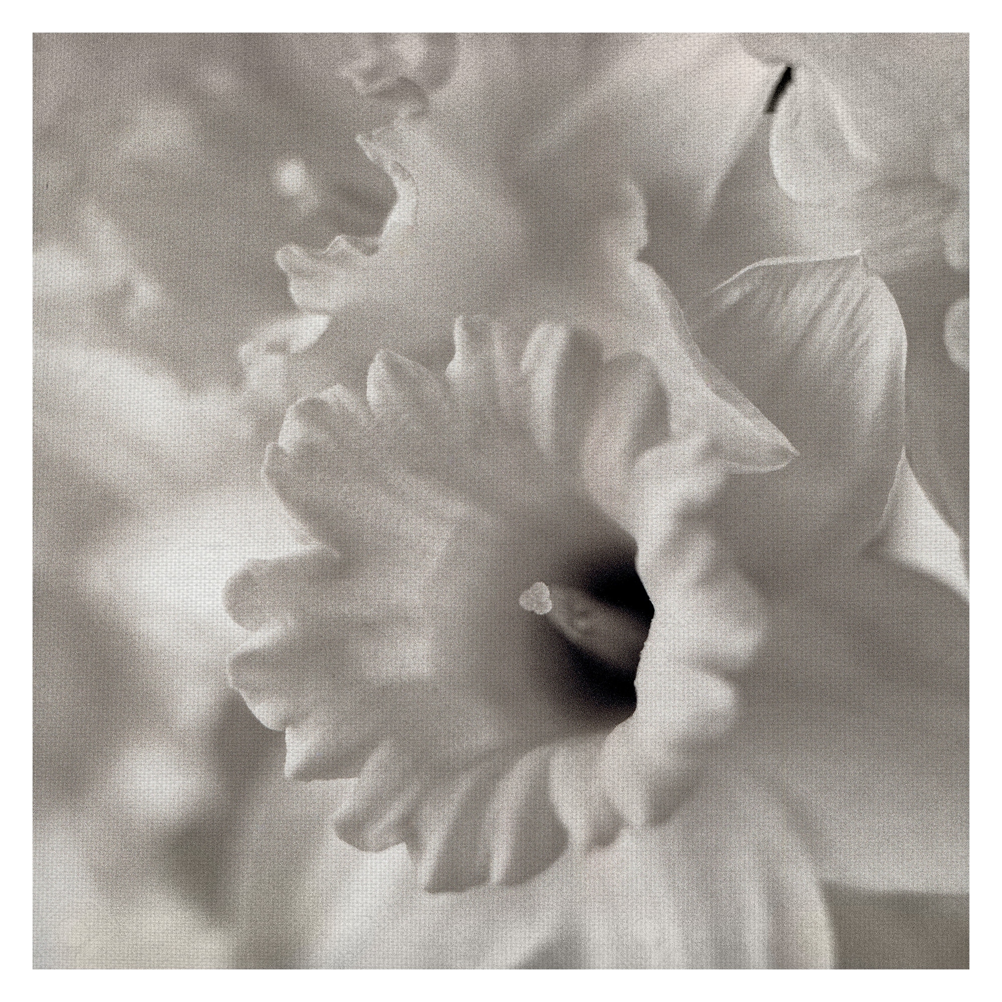 Florison #45 by Alan Blaustein Canvas Art Print