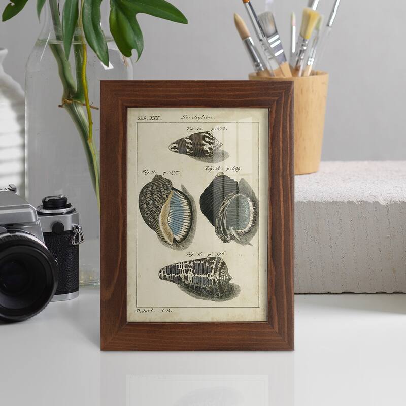 Vintage Shell Study III -Framed Print w/glass-Cherry Red