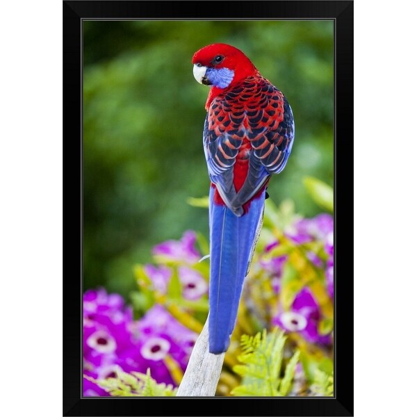 "Crimson Rosella" Black Framed Print