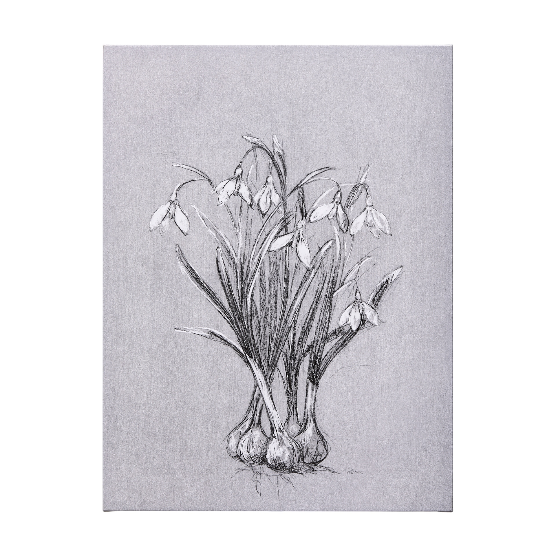 Mercana Botanical Sketches VI (Grey) (36 x 60) Canvas Art Print