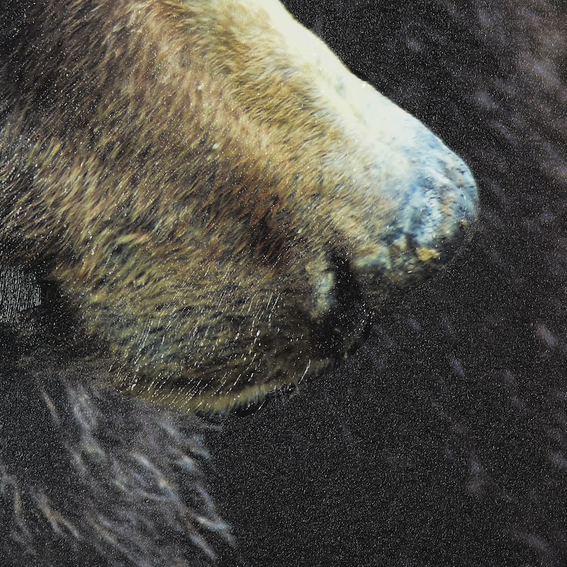 Grizzly Bear Framed Art Print