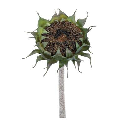 Brown Sunflower Stem (Set of 6) - Black, Green