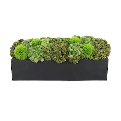 Assorted Sedum Arrangement in a Rectangular Planter - Green