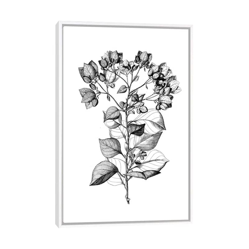 iCanvas "Botanical Black And White I" by Kelly Donovan Framed - White - 40x26