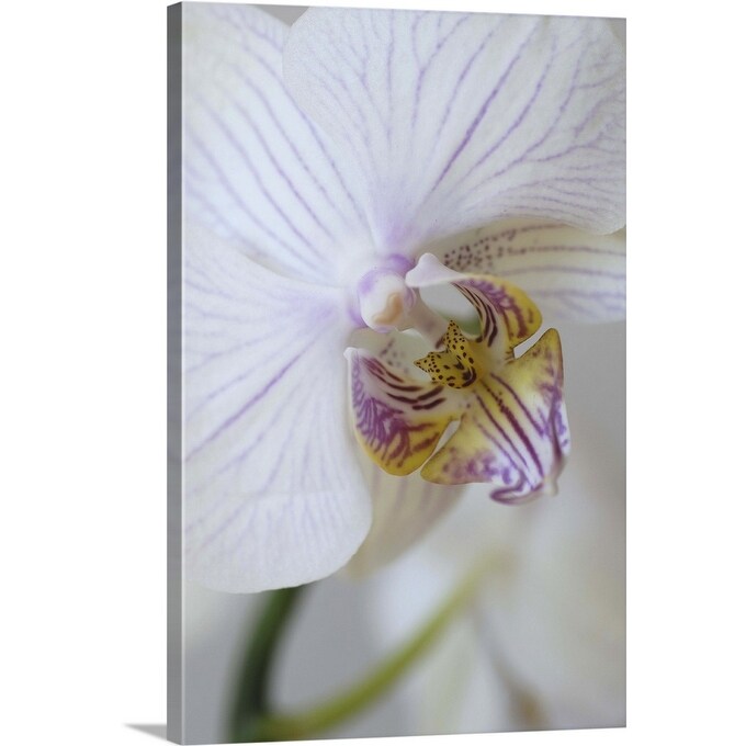 Shop White And Purple Orchid Canvas Wall Art Overstock 16476403