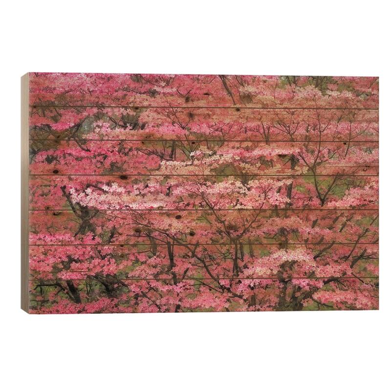 Soft Focus View Of Large Pink Flowering Dogwood Tree In Full Bloom, Kentucky Print On Wood by Adam Jones - Multi-Color - 18x26x1.5