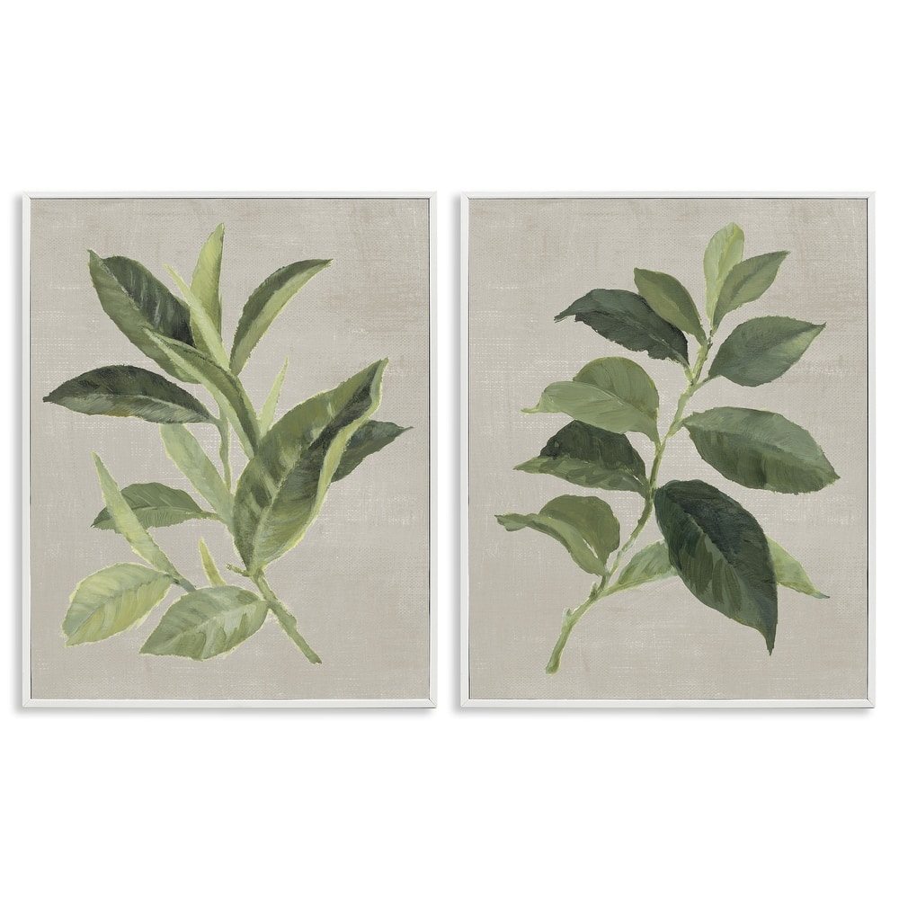 Stupell Green Tea & Coffee Plant Leaves Framed Giclee Art Design By Lanie Loreth (Set of 2)