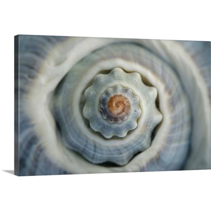 "Colorful conch shell spiral, Vienna, Austria" Canvas Wall Art