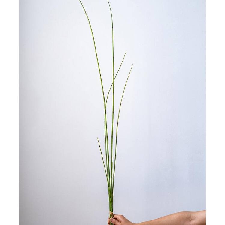RusticReach Artificial Rough Horsetail Plant Long Stem 54" Tall