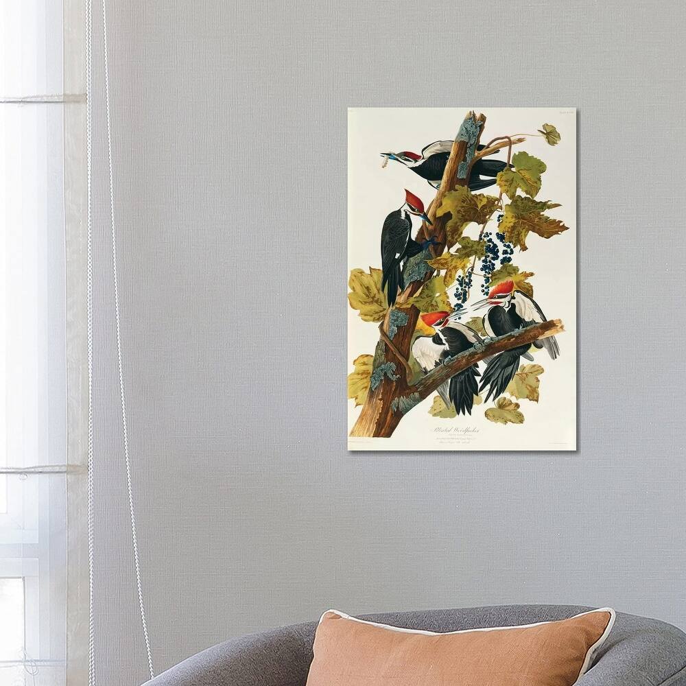 iCanvas "Pileated Woodpecker (Plate 111, Birds Of America)" by John James Audubon Canvas Print