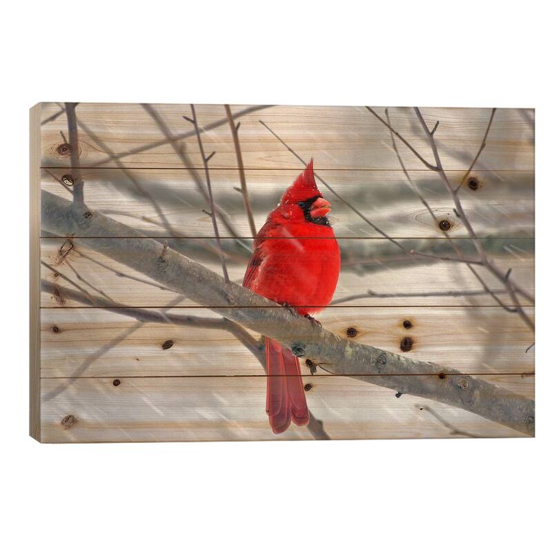 Cardinal Bird Print On Wood by Unknown Artist - Multi-Color - 18x26x1.5
