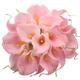 Option Pink