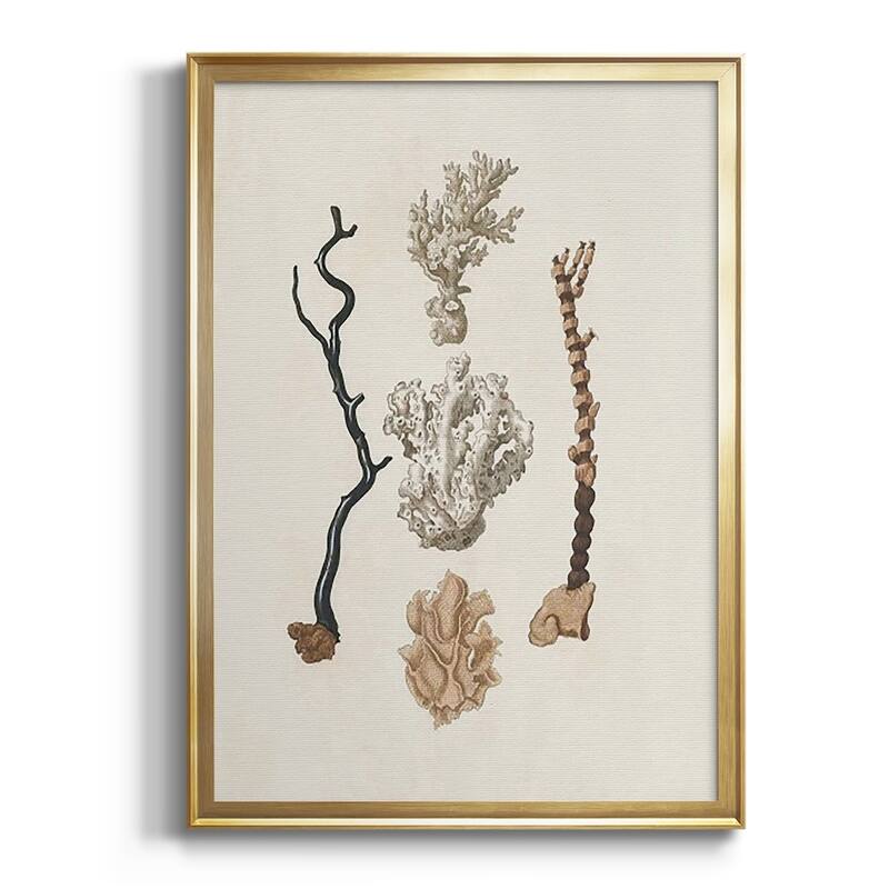 Knorr Shells & Coral V Premium Framed Print - Ready to Hang