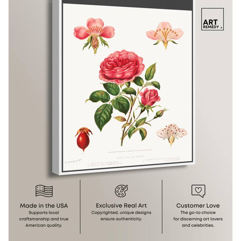 Rose and its parts (1872) Canvas by Art Remedy