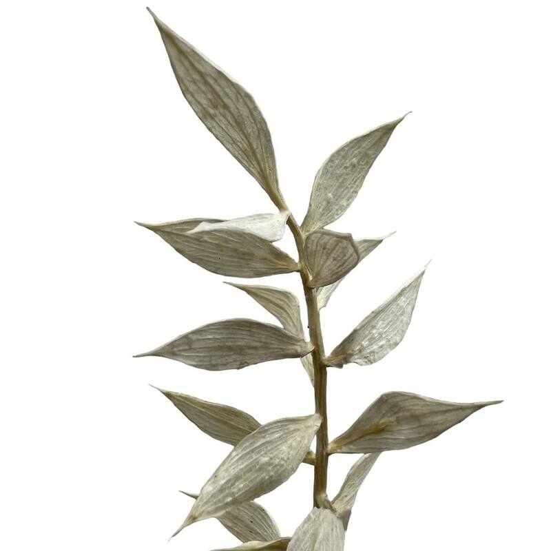 Bundle of 4 Preserved Ruscus,22-24" long - 22-24 inch