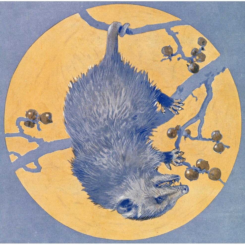 Shop Nature Magazine Opossum Hanging Upside Down Under A Full Moon Vintage Magazine Cover Art Print Multiple Sizes Available Overstock 16009788