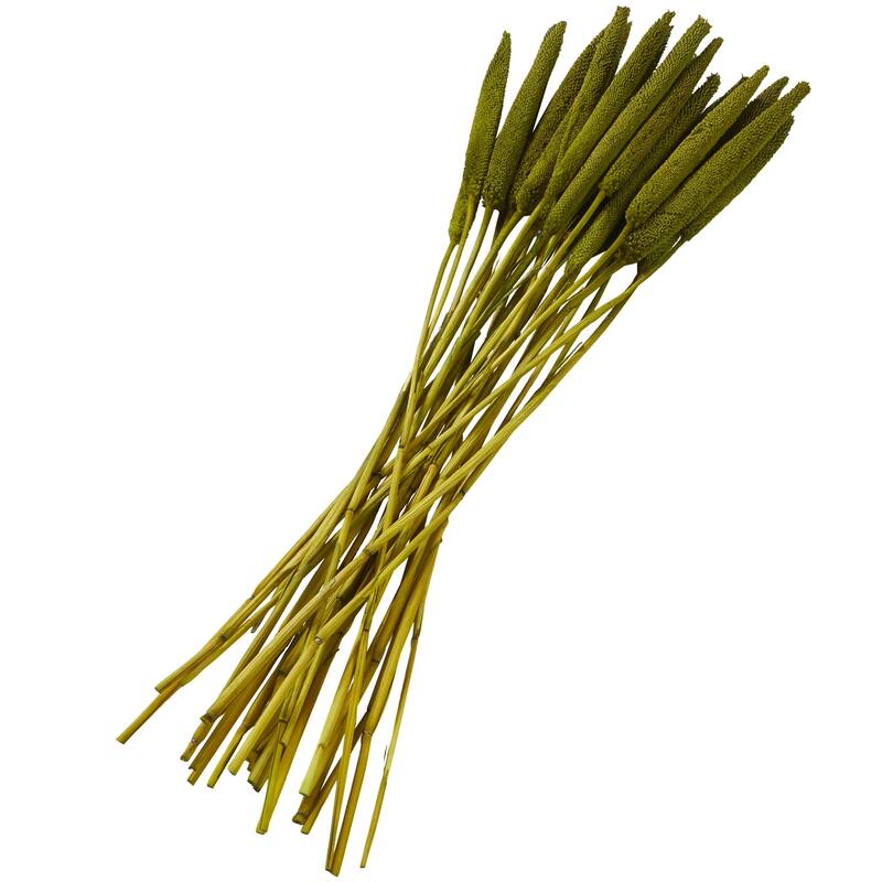 Dried Plant Bunny Tail Home Decor Natural Foliage - White, Red, Dark Brown, Orange, Green, Pink, Yellow - Roche River Decor