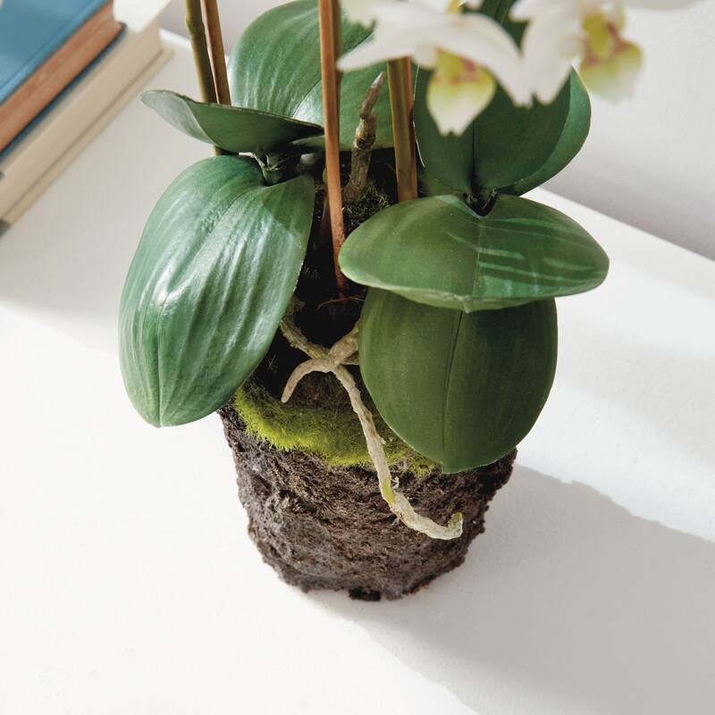 Phalaenopsis Orchid Drop-In 20" - White