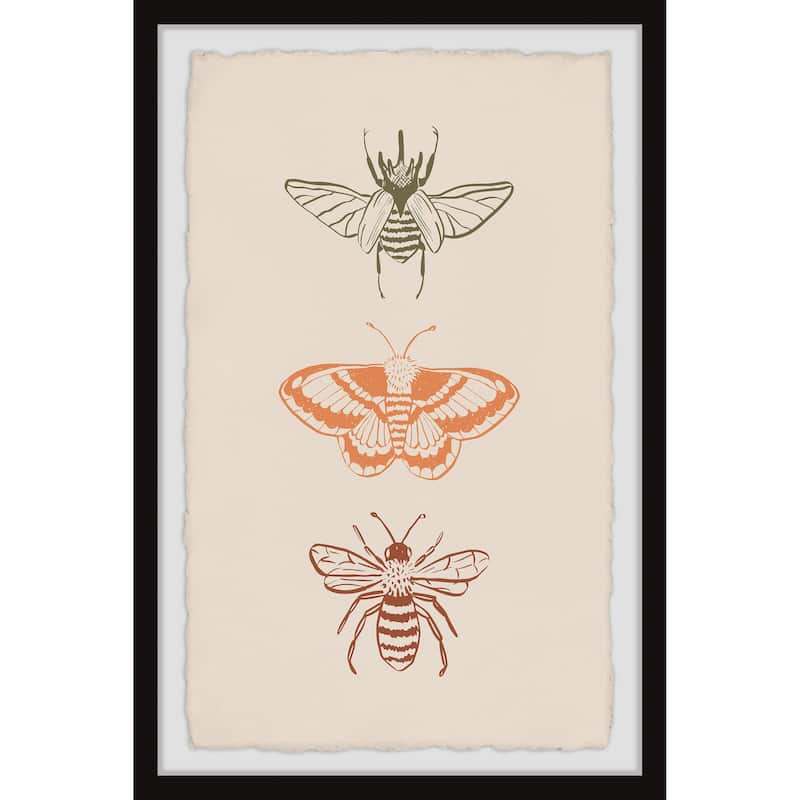 'Assorted Moths' Framed Painting Print