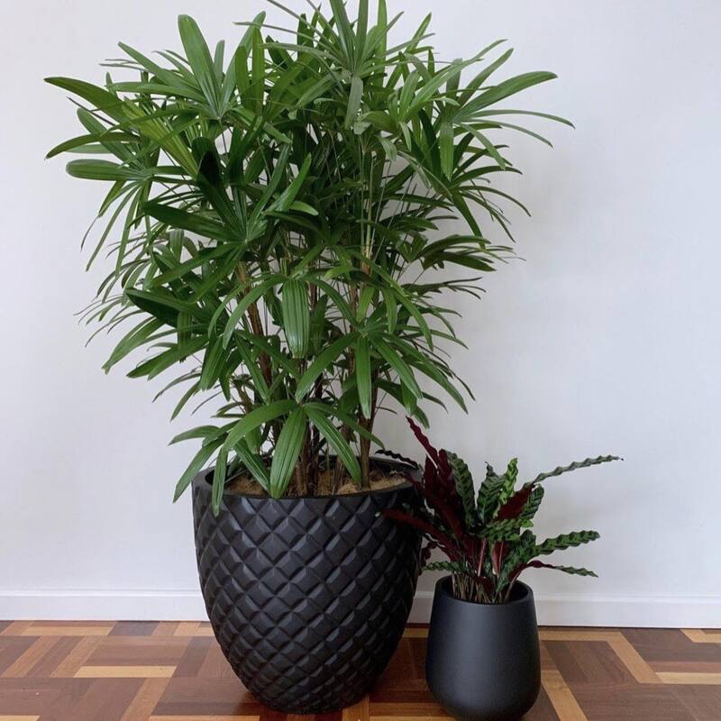 DreamPatio Irvine 1-Piece Fiberstone Pineapple Planter for Indoor/Outdoor
