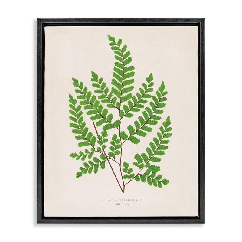 Stupell Woodland Sprigs Study Framed Floater Canvas Wall Art Design By Phillipa Katz - 17 x 21 - Black