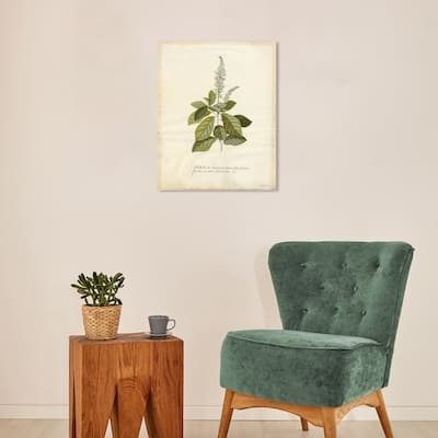 Wynwood Studio Canvas Floral and Botanical Spiraea Green and Antique White Traditional Wall Art Canvas Print - Green, White
