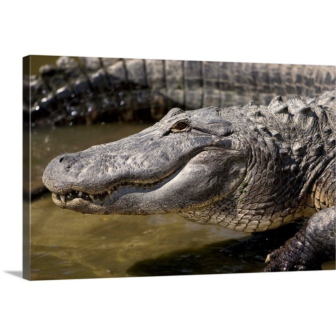 Shop American Alligator Canvas Wall Art On Sale Overstock 16495584