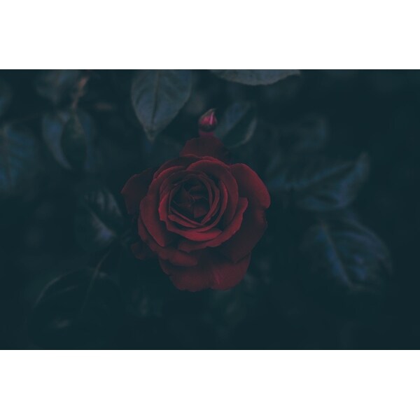 Nature Plant Rose Photograph Art Print Wall Artwork Decor