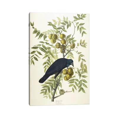 iCanvas "American Crow, 1833" by John James Audubon Canvas Print