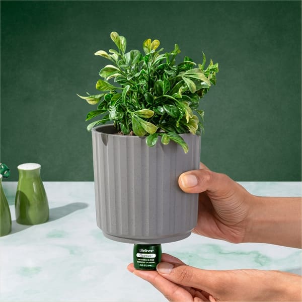 Lifelines Plant Diffuser - Bed Bath & Beyond - 41019120