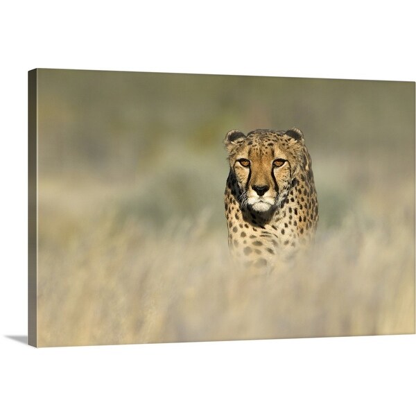 "Cheetah in a field, Etosha National Park, Namibia" Canvas Wall Art