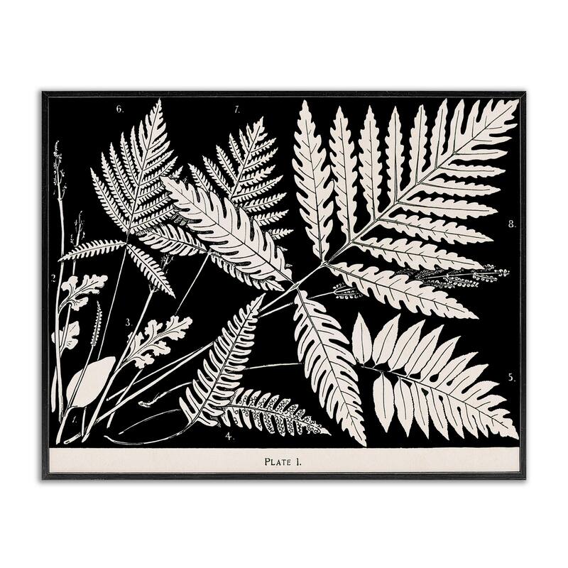 Stupell Overlapping Ferns on Black Framed Giclee Art Design By Phillipa Katz - 20 x 16 - Black