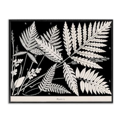 Stupell Overlapping Ferns on Black Framed Giclee Art Design By Phillipa Katz