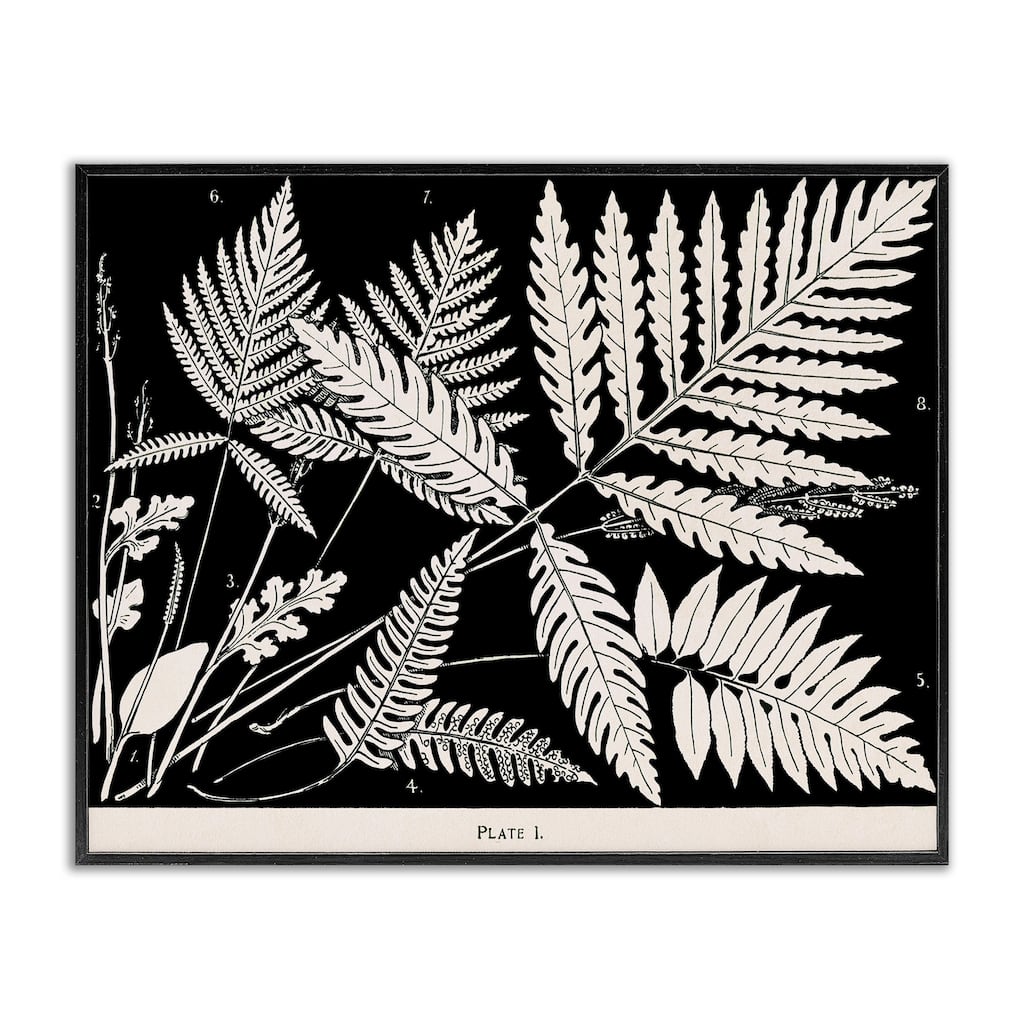 Stupell Overlapping Ferns on Black Framed Giclee Art Design By Phillipa Katz
