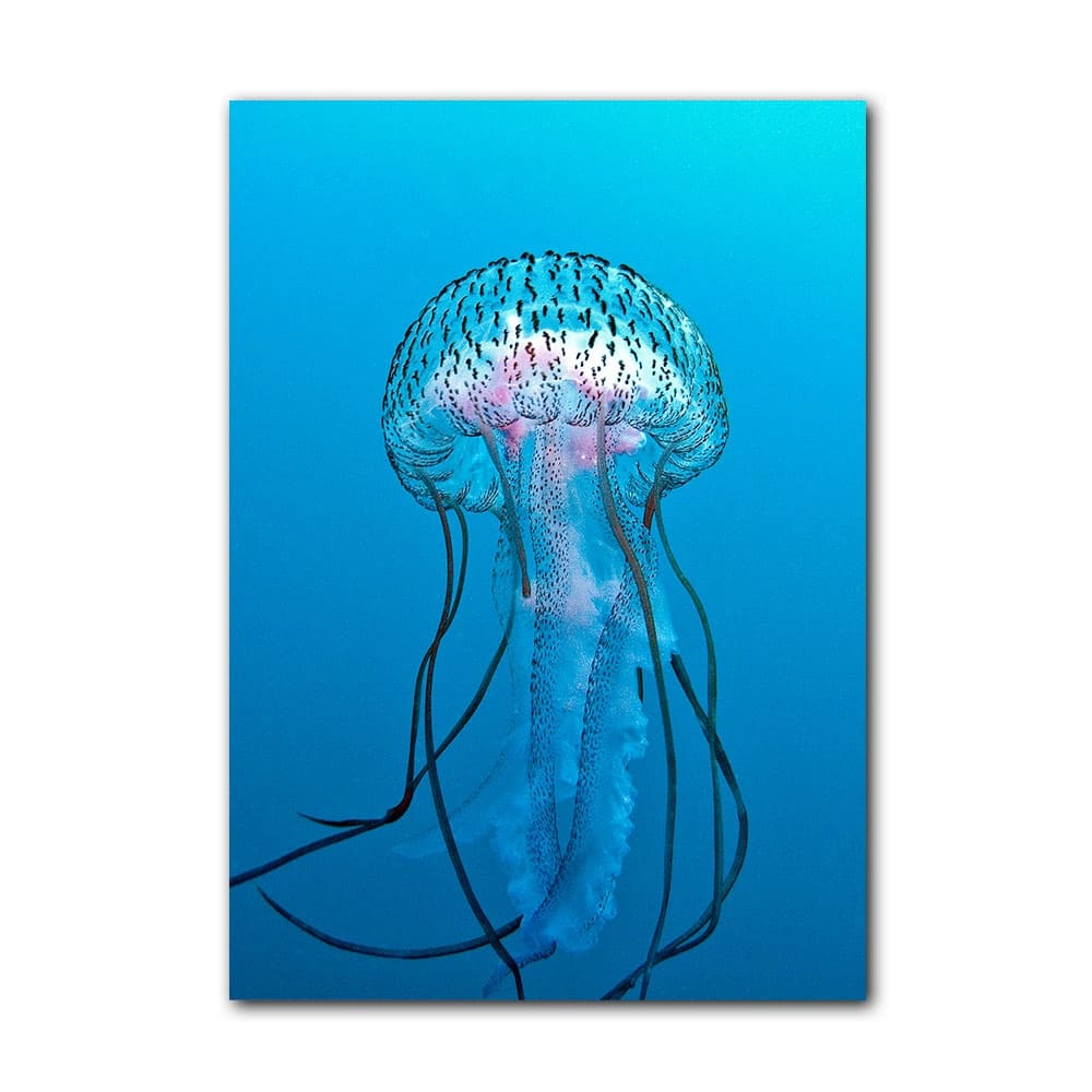 Ready2HangArt 'Jelly Fish' Wrapped Canvas Wall Art